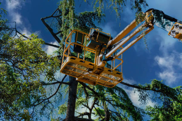 How Our Tree Care Process Works  in  The Hammocks, FL